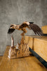 Liberty Eagle image-6 English