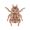 Beetle image-1 français